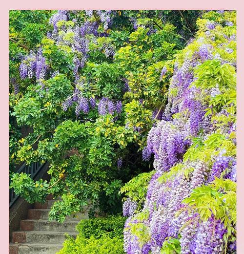 紫藤花的花语有何寓意？它象征着什么