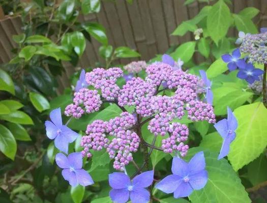 紫阳花是什么含义的花名？