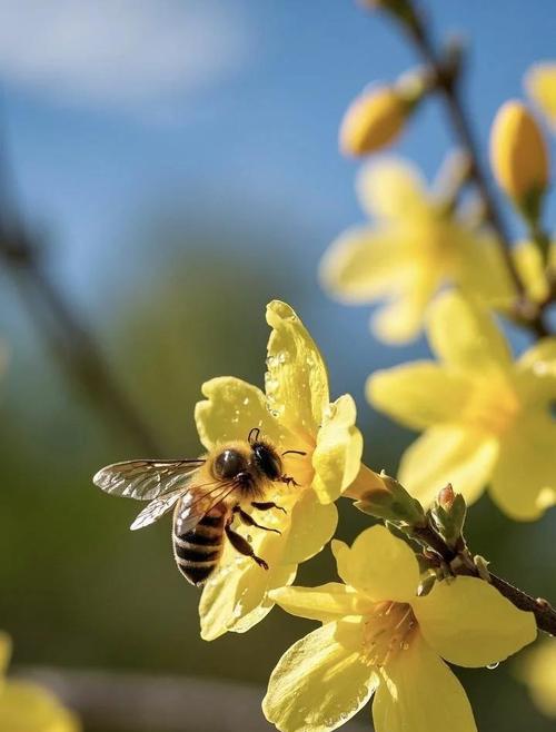 迎春花代表的寓意是什么？迎春花的花语有哪些？