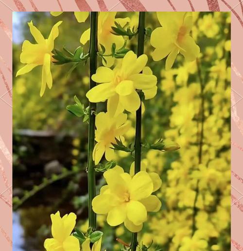 迎春花代表的寓意是什么？迎春花的花语有哪些？