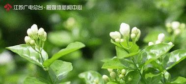 花的踪迹象征着什么？它们通常代表了哪些含义？