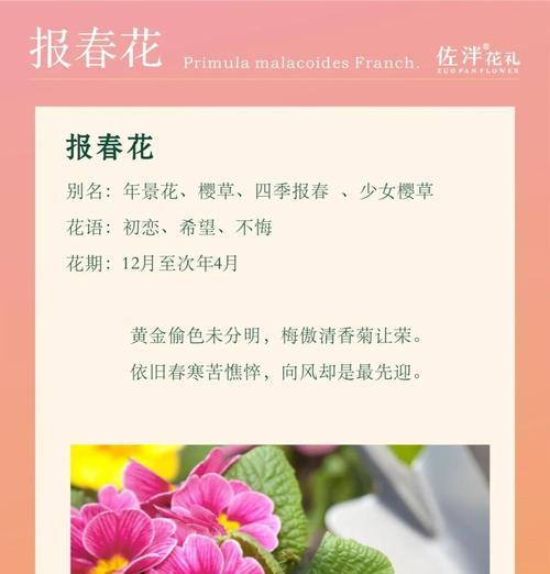 樱花草的花语及其象征意义是什么？