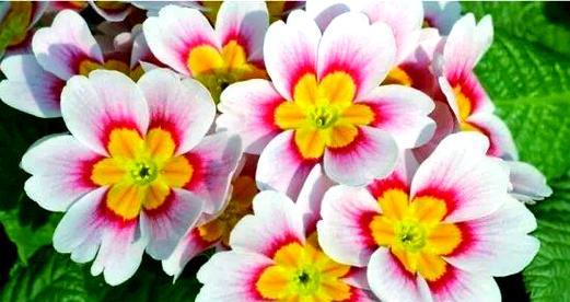 樱花草的花语及其象征意义是什么？
