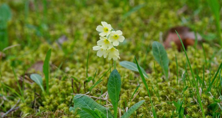 樱花草的花语及其象征意义是什么？