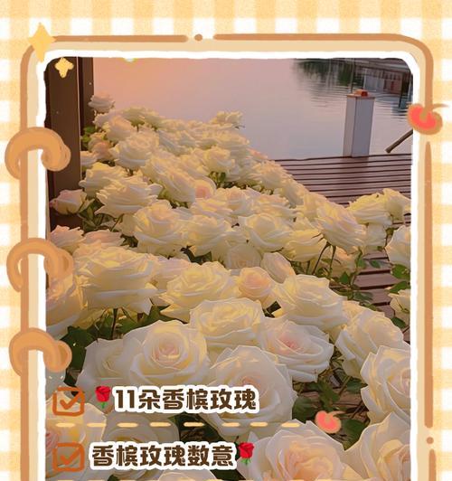 十一朵玫瑰代表什么含义和花语？