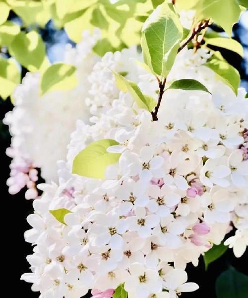 西方花的寓意和象征是什么？西方花卉文化中的花语有哪些？