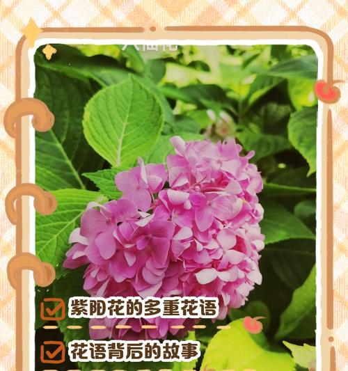 西方花的寓意和象征是什么？西方花卉文化中的花语有哪些？