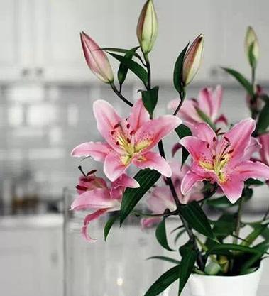 百合花的象征意义是什么？它在宗教和文化中代表什么？