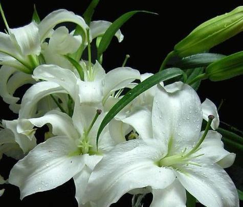 百合花的象征意义是什么？它在宗教和文化中代表什么？