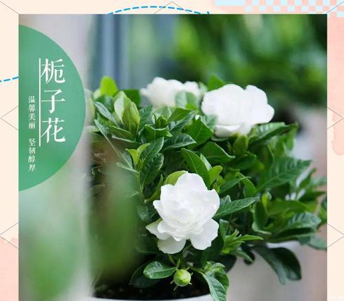 枙子花代表了什么？