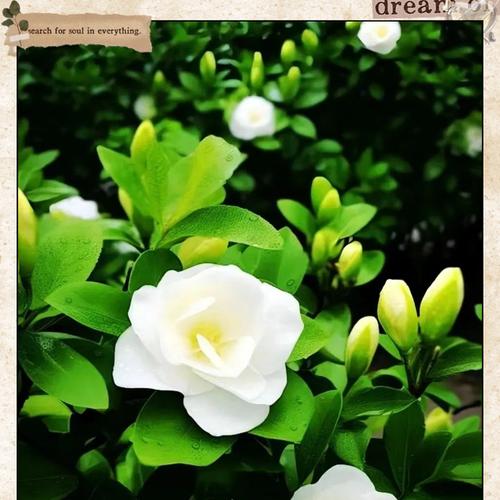 枙子花代表了什么？