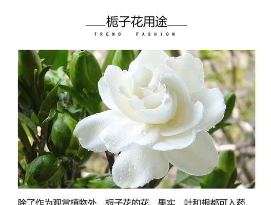 枙子花代表了什么？