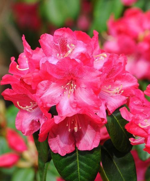 杜鹃花的花语有哪些？它象征着什么？