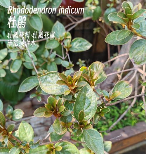 杜鹃花的花语有哪些？它象征着什么？