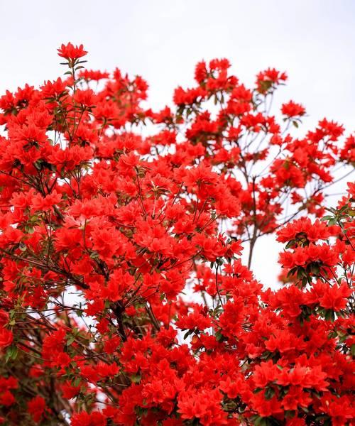 杜鹃花的花语有哪些？它象征着什么？