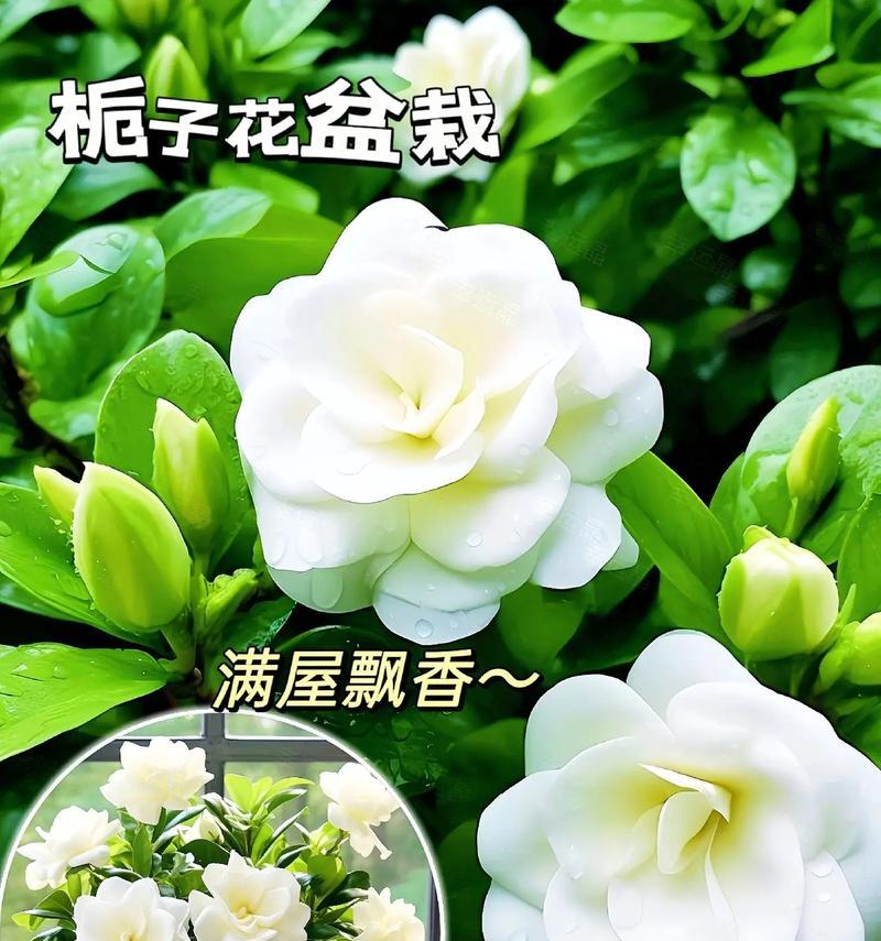 四时花的寓意和忌讳是什么？四季花卉的花语有哪些？
