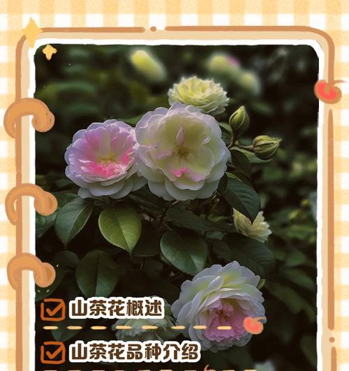 四时花的寓意和忌讳是什么？四季花卉的花语有哪些？