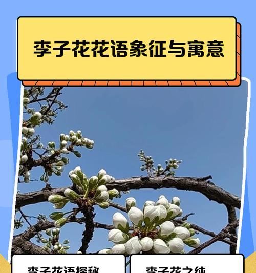 四时花的寓意和忌讳是什么？四季花卉的花语有哪些？