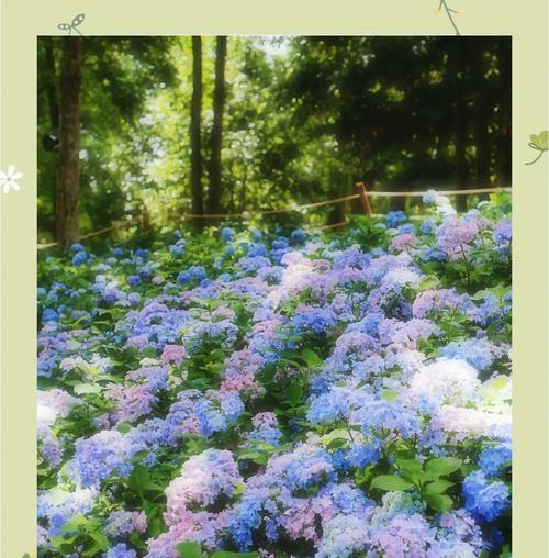 蓝白色花的花语有哪些？它们各自代表了什么含义？