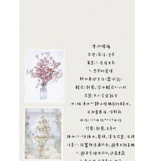 友谊象征的花朵有哪些？它们的花语是什么？