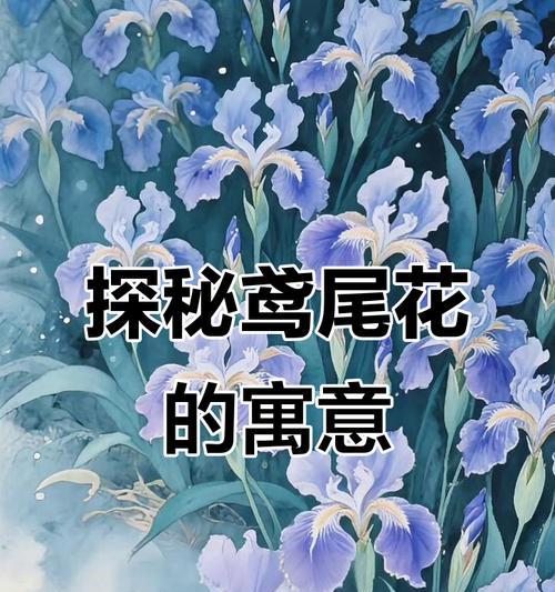 友谊象征的花朵有哪些？它们的花语是什么？