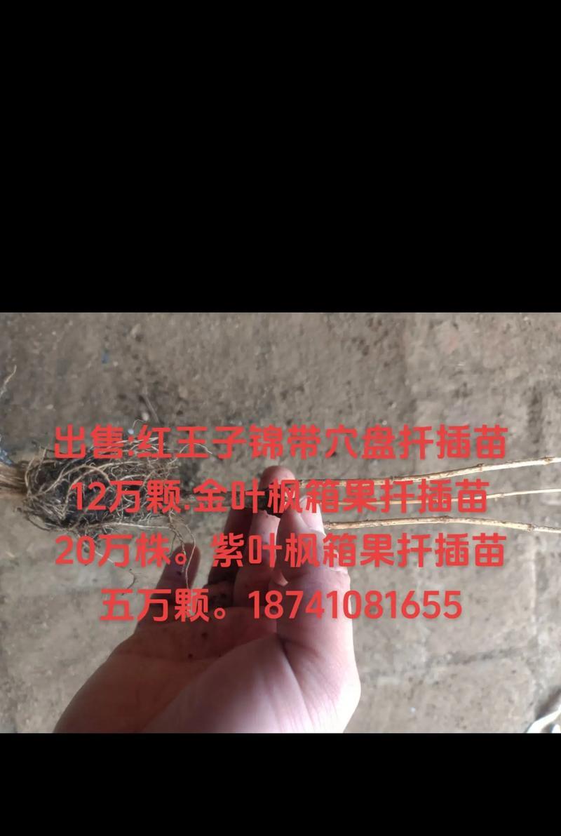 扦插苗的培育和繁殖技巧（掌握扦插技术，让你的植物繁衍更容易）