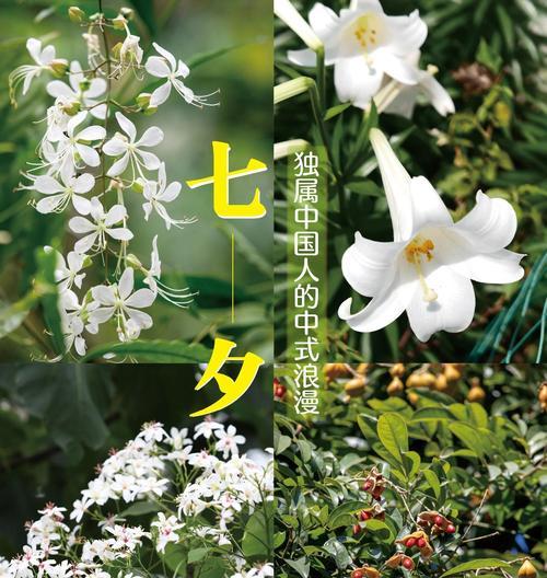 用红玫瑰表白，浪漫甜蜜的花语告白（红玫瑰花语传递爱意的绝佳选择）