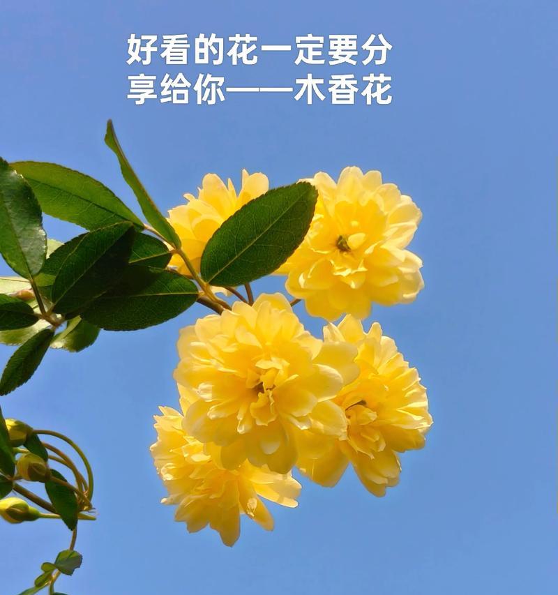 用红玫瑰表白，浪漫甜蜜的花语告白（红玫瑰花语传递爱意的绝佳选择）