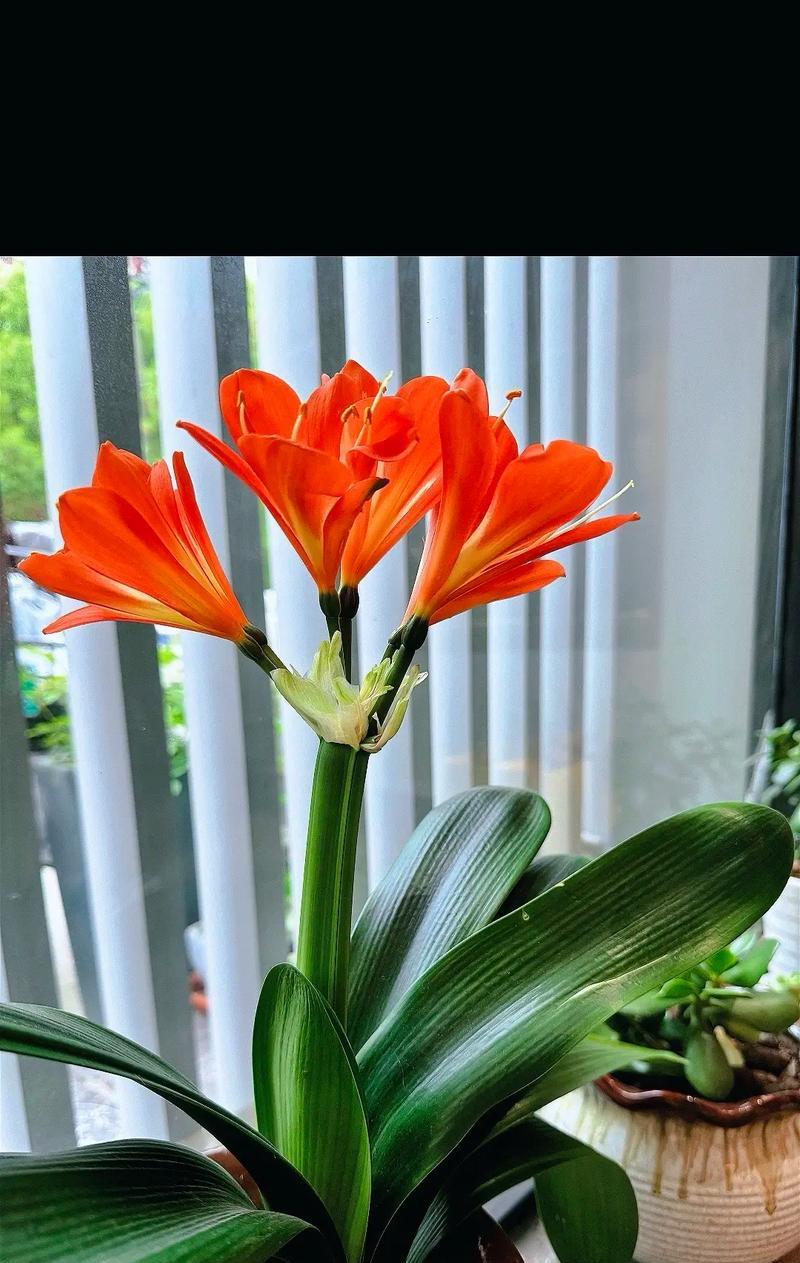 君子兰开花的寓意（美丽与繁荣的象征）