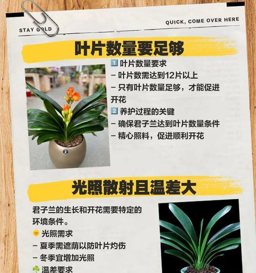 君子兰开花的寓意（美丽与繁荣的象征）