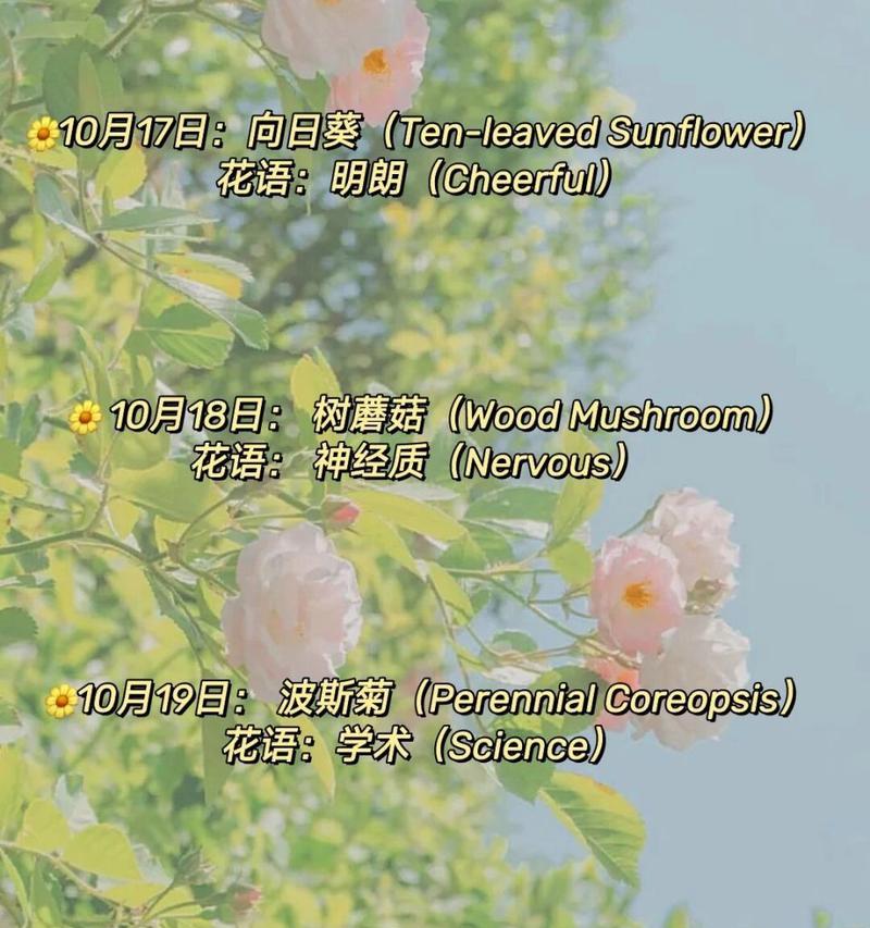 三朵玫瑰花的寓意与象征（探究玫瑰花送礼的深层含义）
