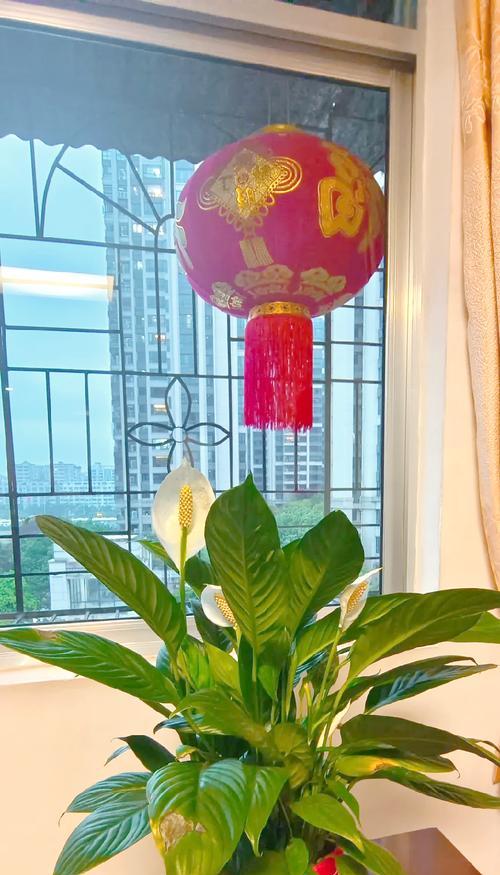 白掌花语——美丽而寓意深远的象征（揭开白掌花背后的秘密，探寻它独特的寓意和魅力）