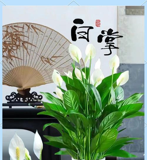 白掌花语——美丽而寓意深远的象征（揭开白掌花背后的秘密，探寻它独特的寓意和魅力）