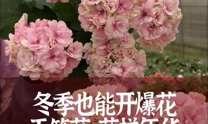 天竺牡丹花语（传递永恒的美丽与喜悦）