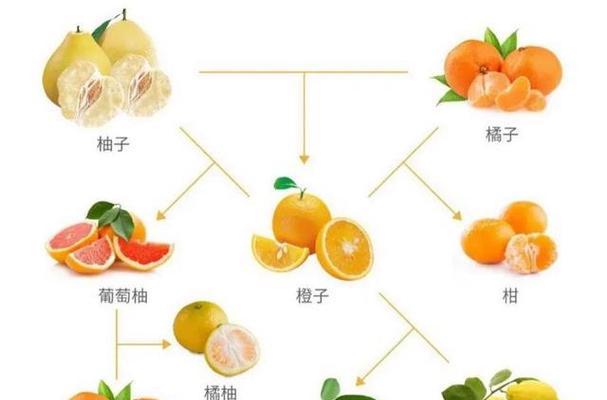 橙子的象征意义与内涵（探寻橙子在文化中的独特地位）