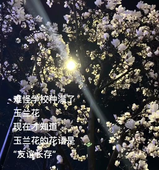 白玉兰花语的含义及象征力（传递着纯洁和高贵的情感）
