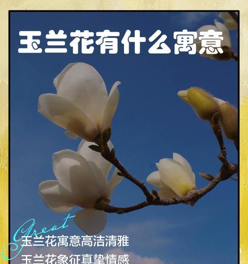 白玉兰花语的含义及象征力（传递着纯洁和高贵的情感）