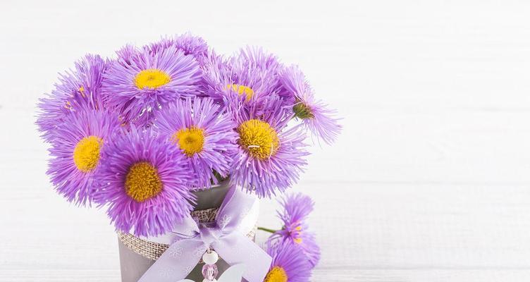 紫色小雏菊的花语与寓意（紫色小雏菊的五种寓意，带给我们怎样的启示）