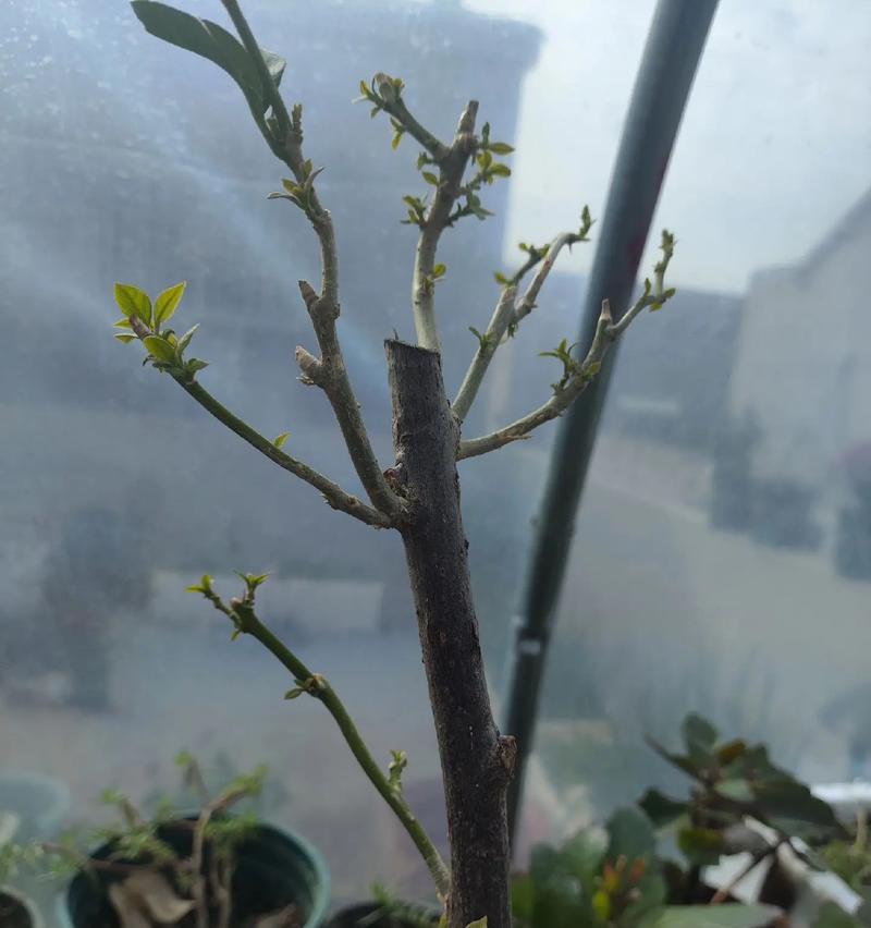 《三角梅养殖方法及花语注意事项》（掌握三角梅的养护技巧，传递花语之美）