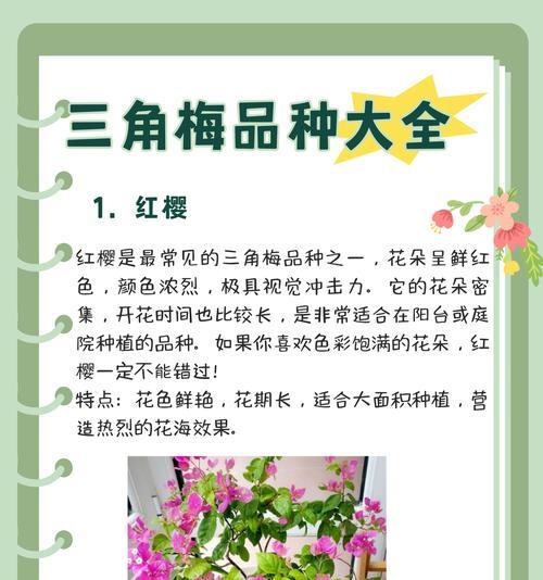 《三角梅养殖方法及花语注意事项》（掌握三角梅的养护技巧，传递花语之美）