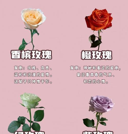 玫瑰的花语及其象征意义（以玫瑰多少支代表什么）