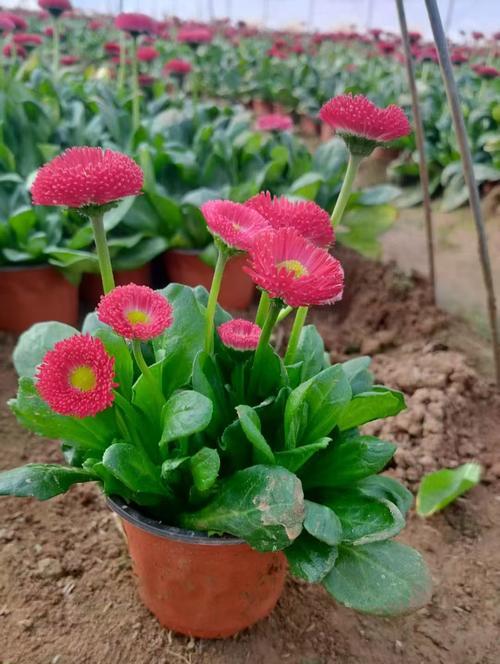 小雏菊（小雏菊的寓意及其象征意义）