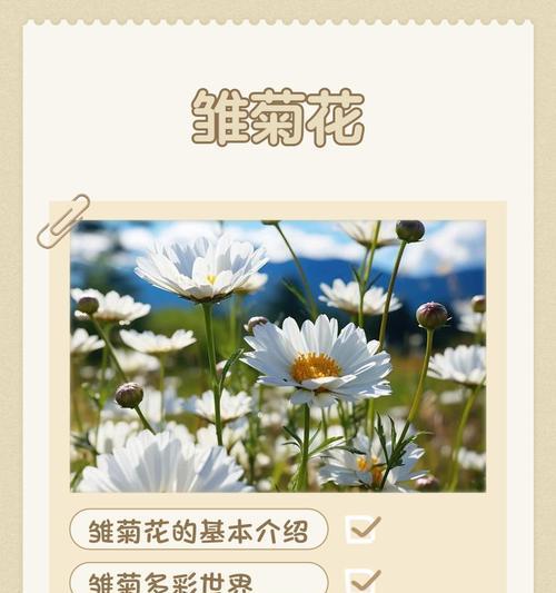 小雏菊（小雏菊的寓意及其象征意义）