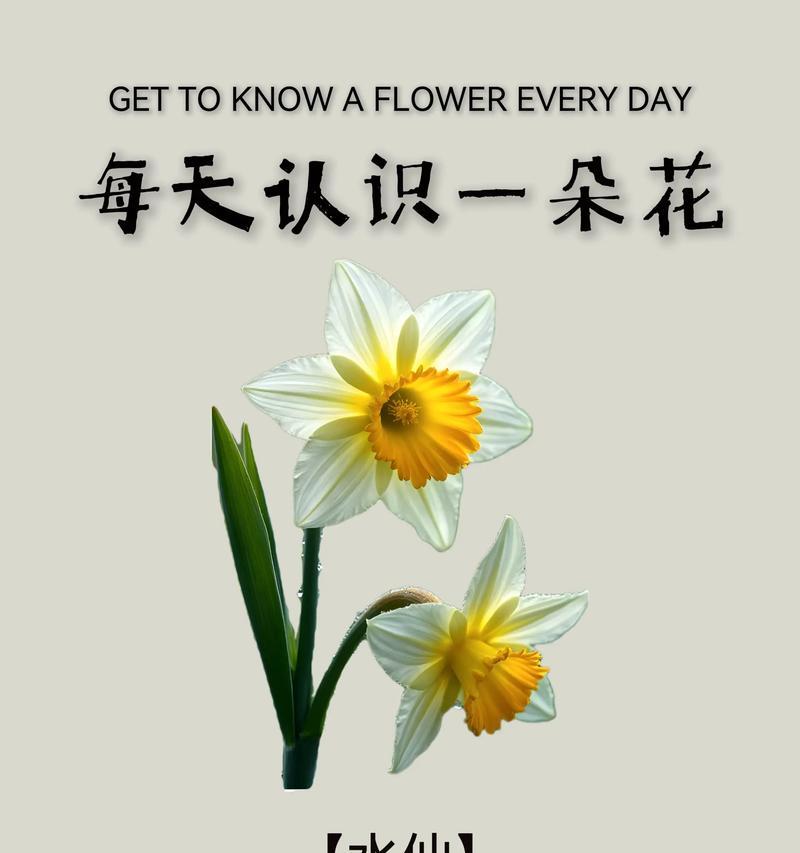 水仙花花语探秘（解读水仙花的美丽寓意与象征意义）