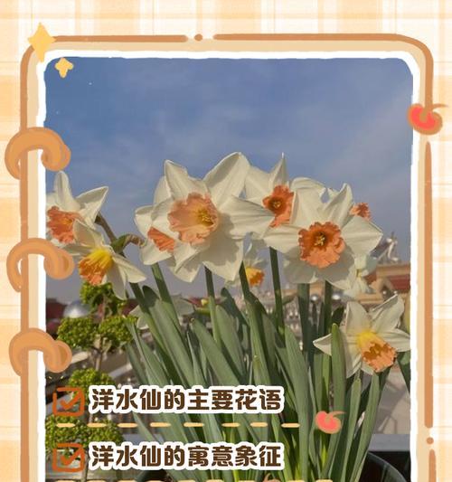 水仙花花语探秘（解读水仙花的美丽寓意与象征意义）