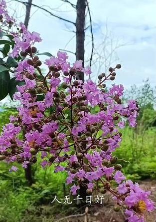 紫薇花花语（爱的象征与勇敢之花）