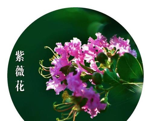 紫薇花花语（爱的象征与勇敢之花）