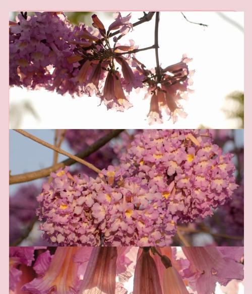 紫花风铃木花语（探寻紫花风铃木的花语意义及象征）