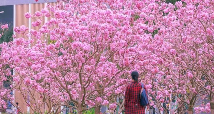紫花风铃木花语（探寻紫花风铃木的花语意义及象征）
