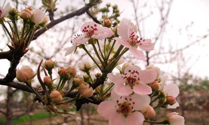 梨花花语之美——寄托淡雅和纯洁的情感（探寻梨花花语的内涵与意义，传递自然与纯真的情感）